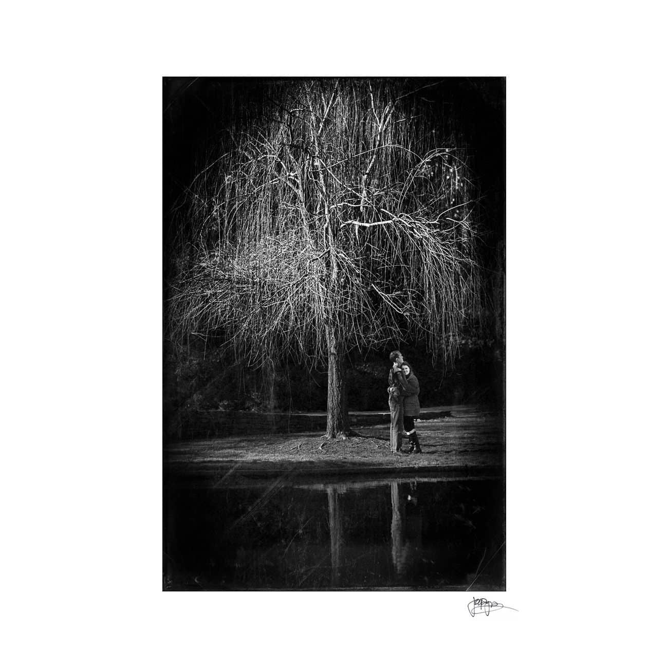 duke gardens tree and reflection
