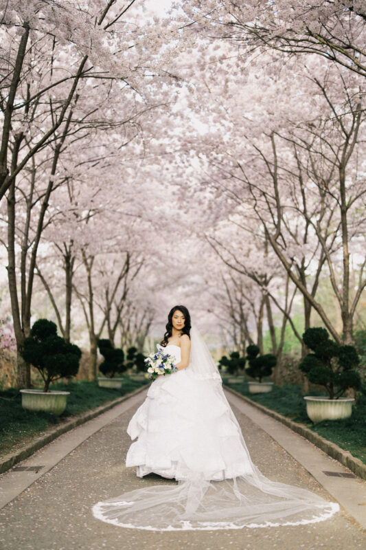 During bridal sessions, a bride in a white wedding gown stands on a tree-lined pathway adorned with blooming cherry blossoms. She holds a bouquet of white and blue flowers, and her long veil flows elegantly behind her.