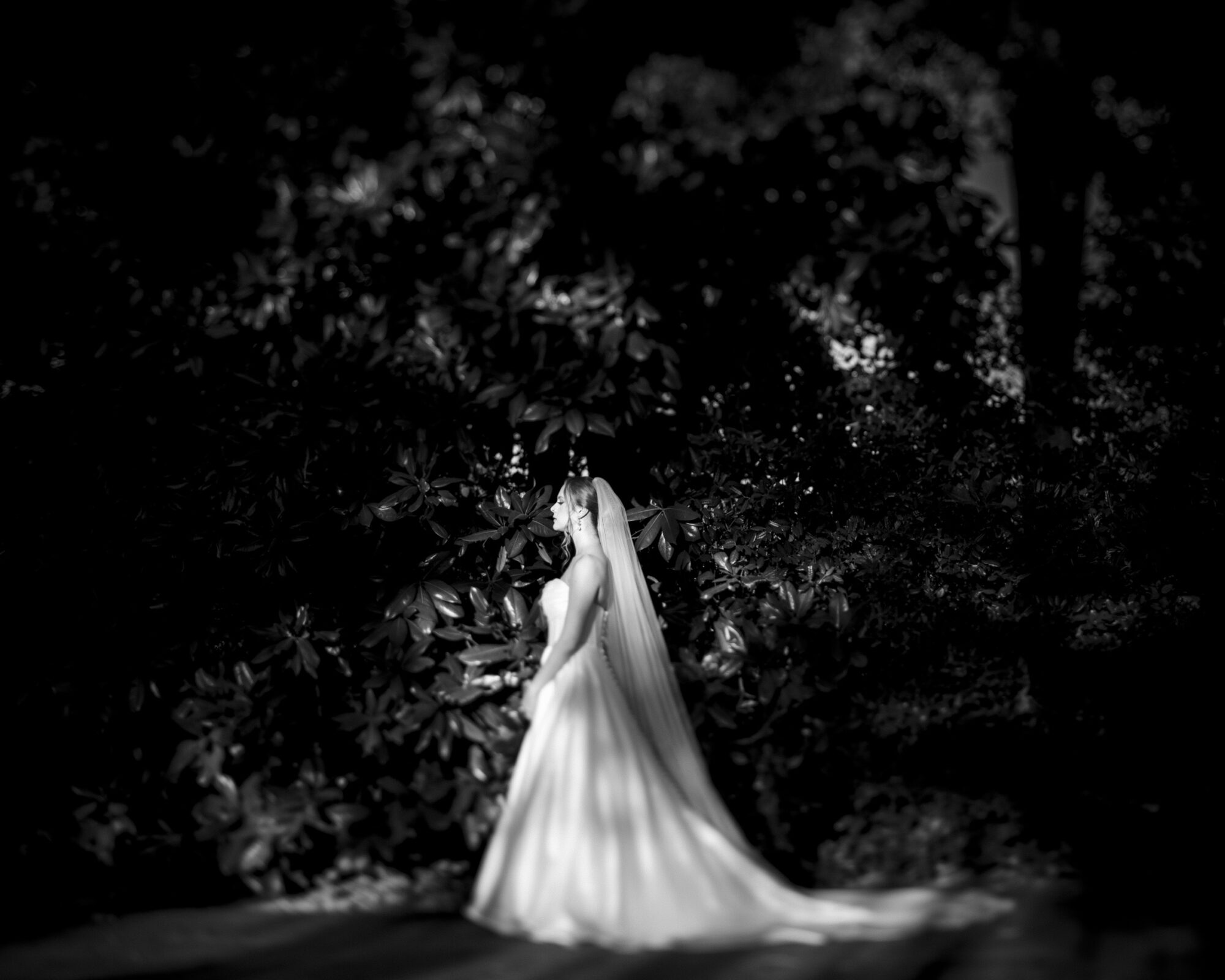 A bride in a flowing gown and long veil stands in profile against a backdrop of dark, lush foliage, softly illuminated by a gentle light, creating a serene and intimate atmosphere.